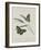 Album Donovan : an epitome of the natural history of insects in China-Edward Donovan-Framed Giclee Print