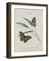 Album Donovan : an epitome of the natural history of insects in China-Edward Donovan-Framed Giclee Print