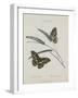 Album Donovan : an epitome of the natural history of insects in China-Edward Donovan-Framed Giclee Print