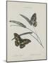 Album Donovan : an epitome of the natural history of insects in China-Edward Donovan-Mounted Giclee Print