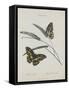 Album Donovan : an epitome of the natural history of insects in China-Edward Donovan-Framed Stretched Canvas