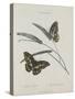 Album Donovan : an epitome of the natural history of insects in China-Edward Donovan-Stretched Canvas