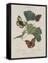 Album Donovan : an epitome of the natural history of insects in China-Edward Donovan-Framed Stretched Canvas