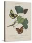 Album Donovan : an epitome of the natural history of insects in China-Edward Donovan-Stretched Canvas