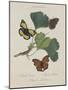 Album Donovan : an epitome of the natural history of insects in China-Edward Donovan-Mounted Giclee Print