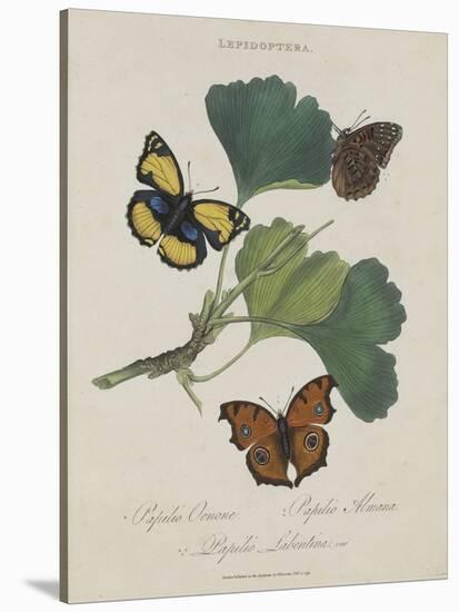 Album Donovan : an epitome of the natural history of insects in China-Edward Donovan-Stretched Canvas