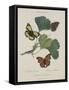 Album Donovan : an epitome of the natural history of insects in China-Edward Donovan-Framed Stretched Canvas