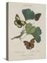 Album Donovan : an epitome of the natural history of insects in China-Edward Donovan-Stretched Canvas