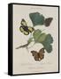 Album Donovan : an epitome of the natural history of insects in China-Edward Donovan-Framed Stretched Canvas