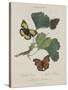 Album Donovan : an epitome of the natural history of insects in China-Edward Donovan-Stretched Canvas