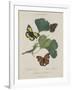 Album Donovan : an epitome of the natural history of insects in China-Edward Donovan-Framed Giclee Print