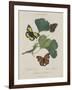 Album Donovan : an epitome of the natural history of insects in China-Edward Donovan-Framed Giclee Print