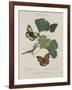 Album Donovan : an epitome of the natural history of insects in China-Edward Donovan-Framed Giclee Print