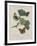 Album Donovan : an epitome of the natural history of insects in China-Edward Donovan-Framed Giclee Print