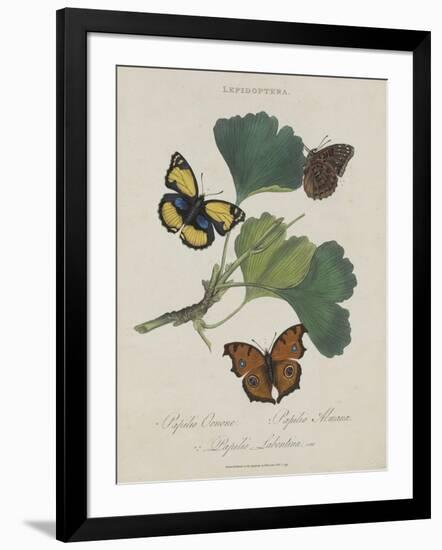 Album Donovan : an epitome of the natural history of insects in China-Edward Donovan-Framed Giclee Print