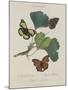 Album Donovan : an epitome of the natural history of insects in China-Edward Donovan-Mounted Giclee Print