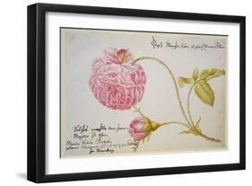 Album Sheet with a Rose, 1675-Maria Sibylla Merian-Framed Giclee Print