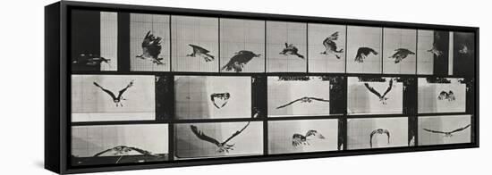 Album sur la décomposition du mouvement ( "Animal locomotion", 1872/1885). Un faucon volant-Eadweard Muybridge-Framed Stretched Canvas