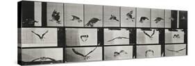 Album sur la décomposition du mouvement ( "Animal locomotion", 1872/1885). Un faucon volant-Eadweard Muybridge-Stretched Canvas