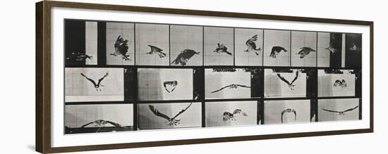 Album sur la décomposition du mouvement ( "Animal locomotion", 1872/1885). Un faucon volant-Eadweard Muybridge-Framed Premium Giclee Print