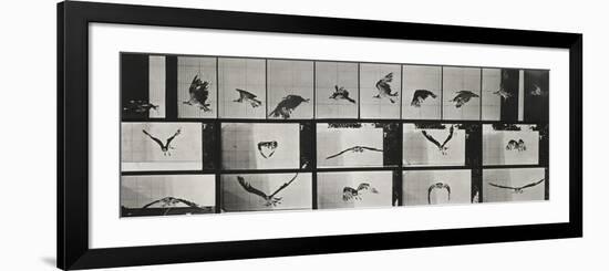 Album sur la décomposition du mouvement ( "Animal locomotion", 1872/1885). Un faucon volant-Eadweard Muybridge-Framed Premium Giclee Print