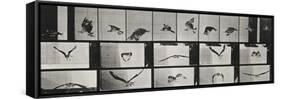 Album sur la décomposition du mouvement ( "Animal locomotion", 1872/1885). Un faucon volant-Eadweard Muybridge-Framed Stretched Canvas