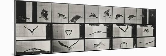 Album sur la décomposition du mouvement ( "Animal locomotion", 1872/1885). Un faucon volant-Eadweard Muybridge-Mounted Giclee Print