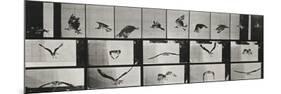 Album sur la décomposition du mouvement ( "Animal locomotion", 1872/1885). Un faucon volant-Eadweard Muybridge-Mounted Giclee Print