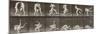 Album sur la décomposition du mouvement : "Animal locomotion", 1872/85. Lutte de deux hommes nus-Eadweard Muybridge-Mounted Premium Giclee Print