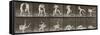Album sur la décomposition du mouvement : "Animal locomotion", 1872/85. Lutte de deux hommes nus-Eadweard Muybridge-Framed Stretched Canvas