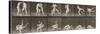 Album sur la décomposition du mouvement : "Animal locomotion", 1872/85. Lutte de deux hommes nus-Eadweard Muybridge-Stretched Canvas