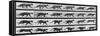 Album sur la décomposition du mouvement: Animal Locomotion: chat-Eadweard Muybridge-Framed Stretched Canvas