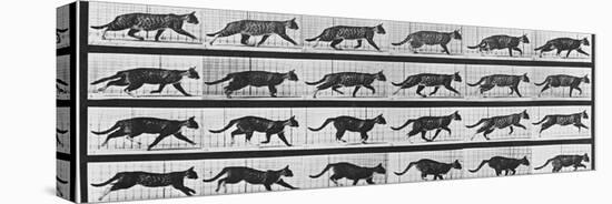 Album sur la décomposition du mouvement: Animal Locomotion: chat-Eadweard Muybridge-Stretched Canvas