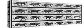 Album sur la décomposition du mouvement: Animal Locomotion: chat-Eadweard Muybridge-Stretched Canvas