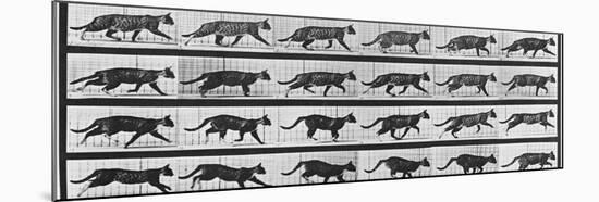 Album sur la décomposition du mouvement: Animal Locomotion: chat-Eadweard Muybridge-Mounted Giclee Print