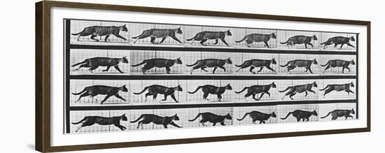 Album sur la décomposition du mouvement: Animal Locomotion: chat-Eadweard Muybridge-Framed Premium Giclee Print