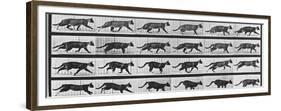 Album sur la décomposition du mouvement: Animal Locomotion: chat-Eadweard Muybridge-Framed Premium Giclee Print