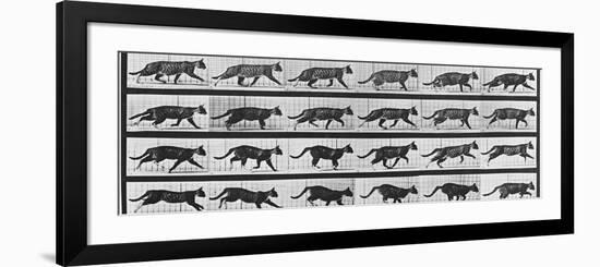 Album sur la décomposition du mouvement: Animal Locomotion: chat-Eadweard Muybridge-Framed Premium Giclee Print