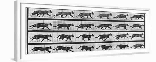 Album sur la décomposition du mouvement: Animal Locomotion: chat-Eadweard Muybridge-Framed Premium Giclee Print