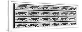 Album sur la décomposition du mouvement: Animal Locomotion: chat-Eadweard Muybridge-Framed Premium Giclee Print