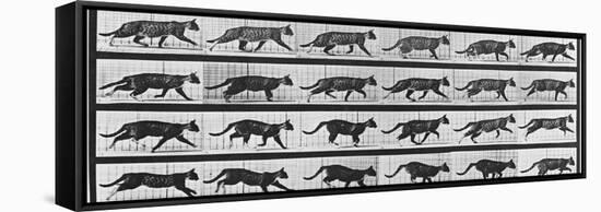 Album sur la décomposition du mouvement: Animal Locomotion: chat-Eadweard Muybridge-Framed Stretched Canvas