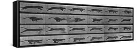 Album sur la décomposition du mouvement:Animal Locomotion: chat-Eadweard Muybridge-Framed Stretched Canvas