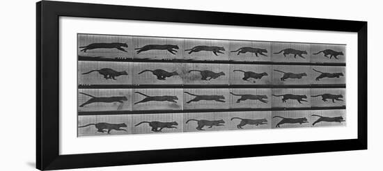 Album sur la décomposition du mouvement:Animal Locomotion: chat-Eadweard Muybridge-Framed Giclee Print