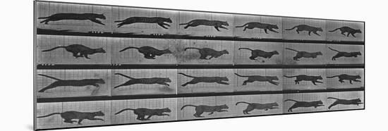 Album sur la décomposition du mouvement:Animal Locomotion: chat-Eadweard Muybridge-Mounted Giclee Print