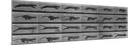 Album sur la décomposition du mouvement:Animal Locomotion: chat-Eadweard Muybridge-Mounted Giclee Print
