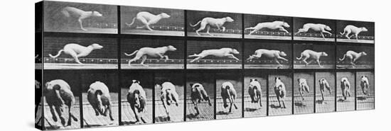Album sur la décomposition du mouvement, Animal Locomotion: chien-Eadweard Muybridge-Stretched Canvas