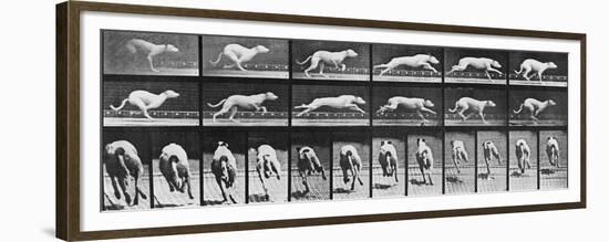 Album sur la décomposition du mouvement, Animal Locomotion: chien-Eadweard Muybridge-Framed Premium Giclee Print
