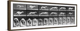 Album sur la décomposition du mouvement, Animal Locomotion: chien-Eadweard Muybridge-Framed Premium Giclee Print