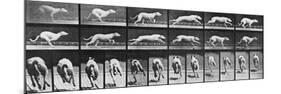 Album sur la décomposition du mouvement, Animal Locomotion: chien-Eadweard Muybridge-Mounted Premium Giclee Print
