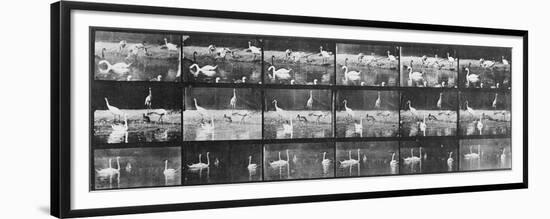 Album sur la décomposition du mouvement:Animal Locomotion/cygnes et flamands-Eadweard Muybridge-Framed Premium Giclee Print